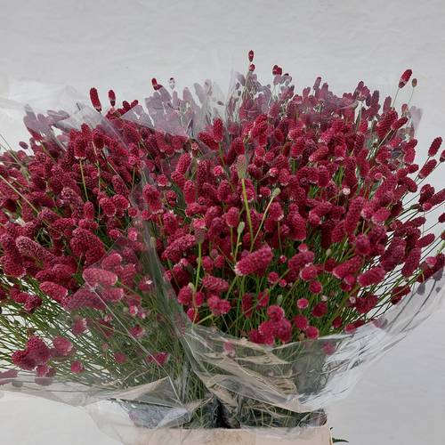 Sanguisorba rot officinalis 100cm