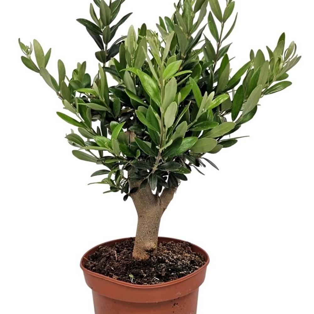 Olea Europaea auf Stamm T15 H040