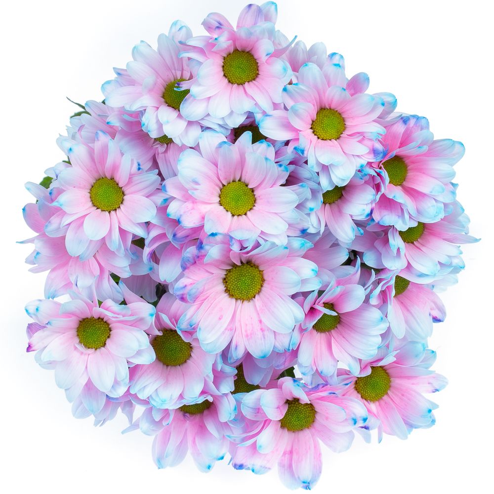 Chrys.Tros blau/rosa Bubblegum gefärbt