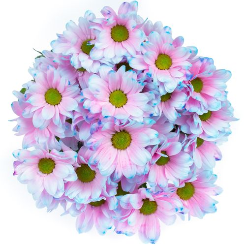 Chrys.Tros blau/rosa Bubblegum gefärbt
