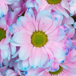Chrys.Tros blau/rosa Bubblegum gefärbt
