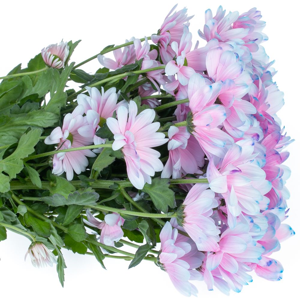 Chrys.Tros blau/rosa Bubblegum gefärbt