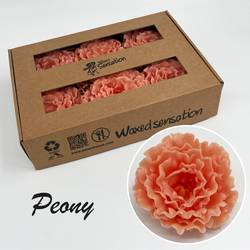 Seiden Wachs Pfingstrose lachs