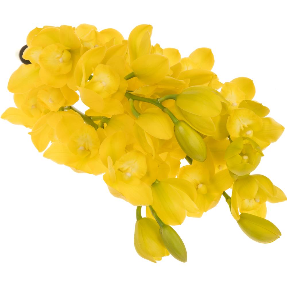 Mini Cymbidium gelb Carioca 50cm 10+Blüte