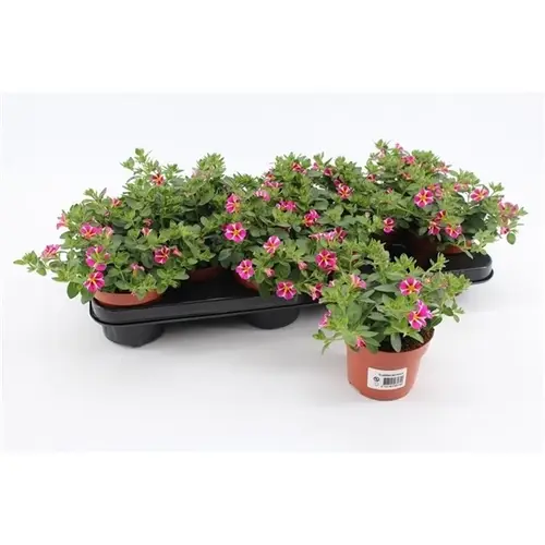 Calibrachoa Rave rosa T10,5 H015