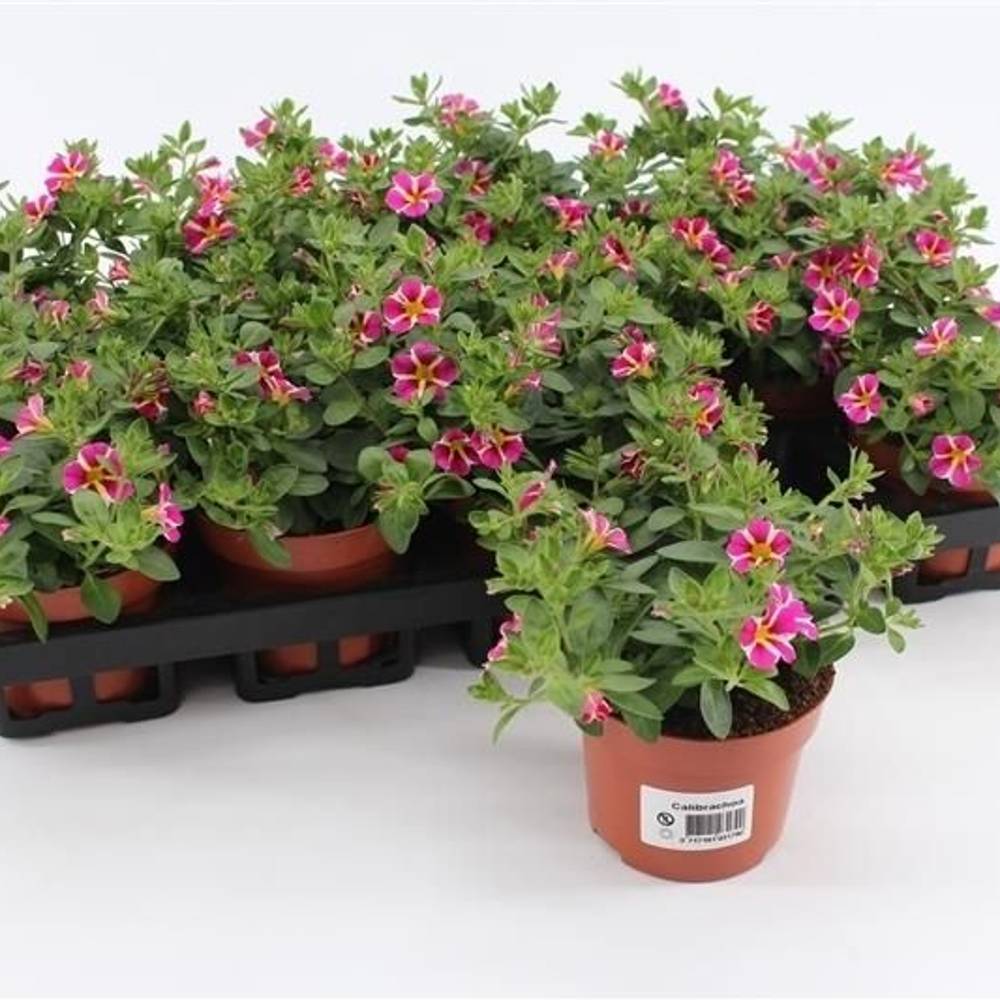 Calibrachoa rosa Rave T10,5 H015