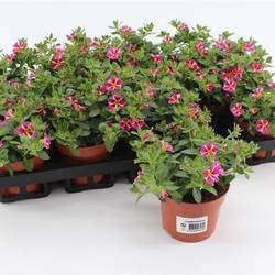 Calibrachoa rosa Rave T10,5 H015