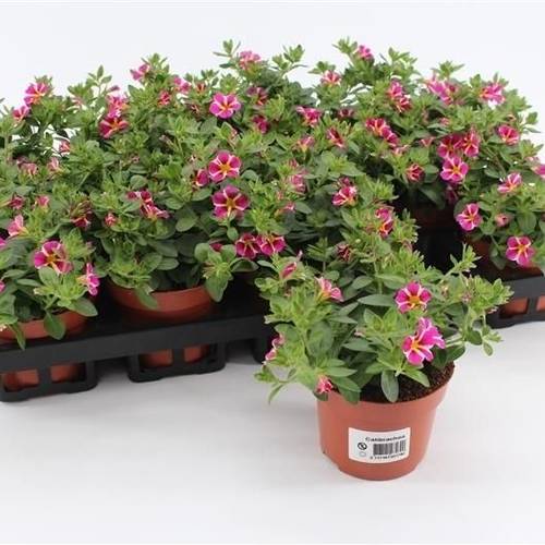 Calibrachoa rosa Rave T10,5 H015