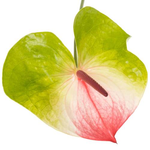 Anthurium grün/rosa Zafira Blüte 11cm
