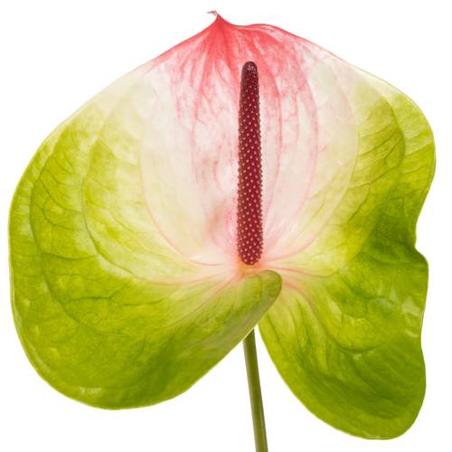Anthurium grün/rosa Zafira Blüte 11cm