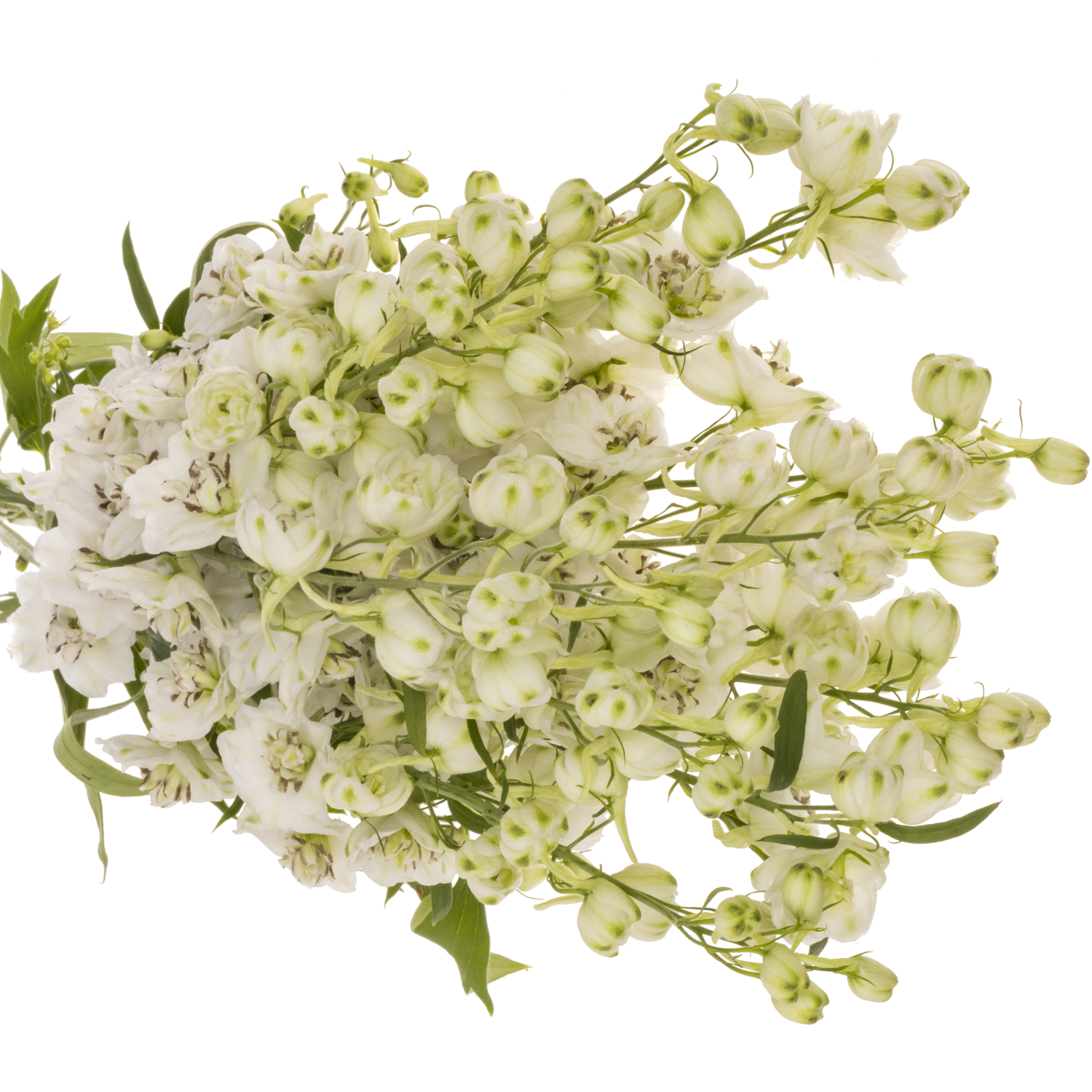 Delphinium weiss  Dewi Rocket 80cm