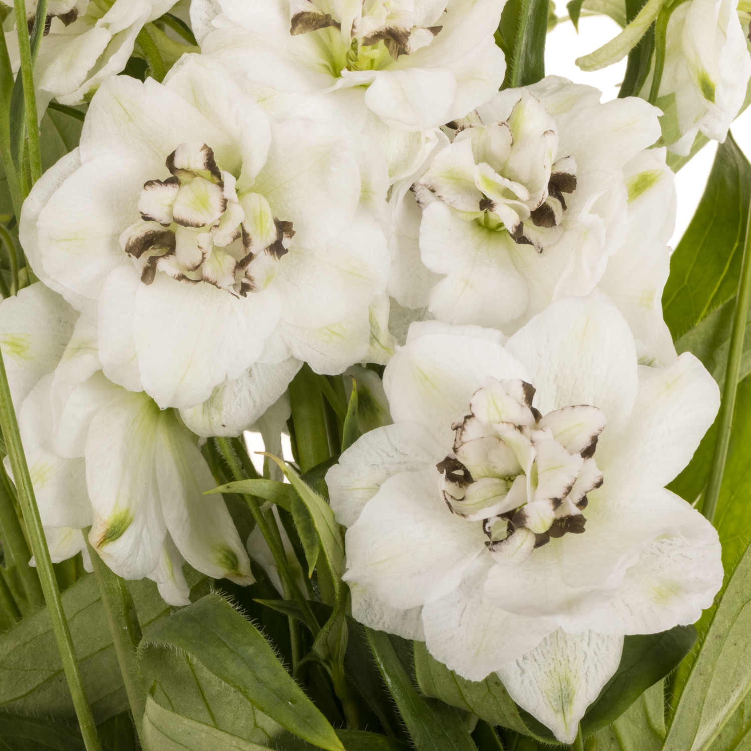 Delphinium weiss  Dewi Rocket 80cm