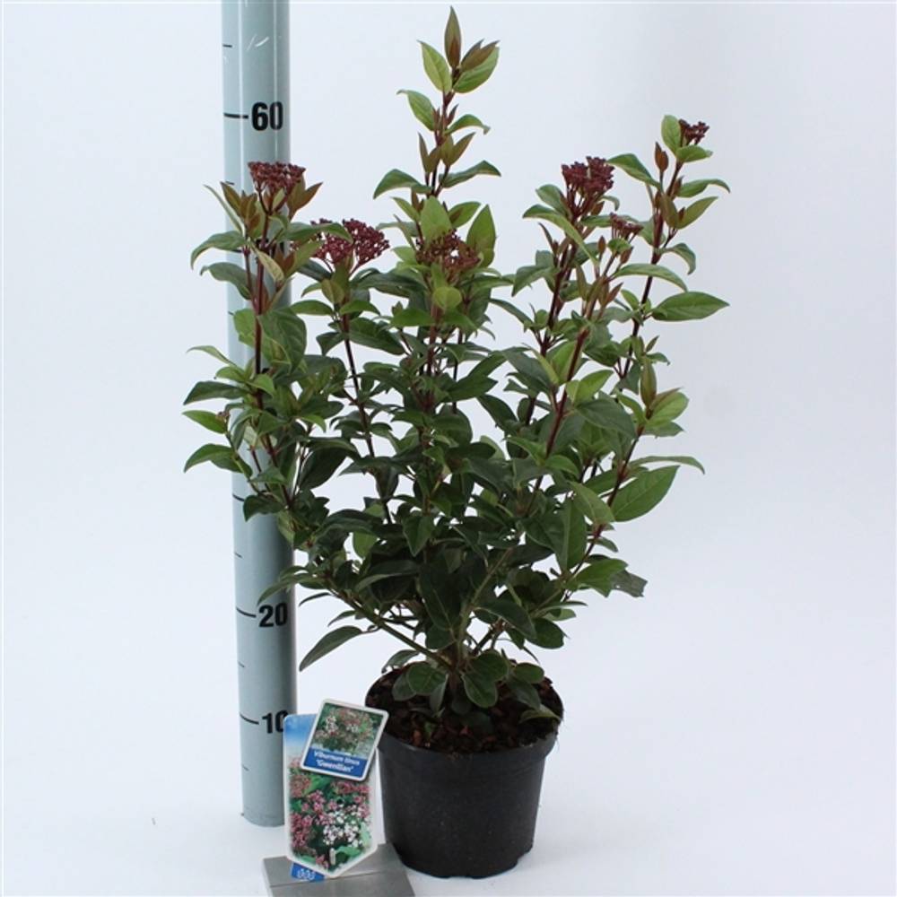 Viburnum Gwenlia T17 H35