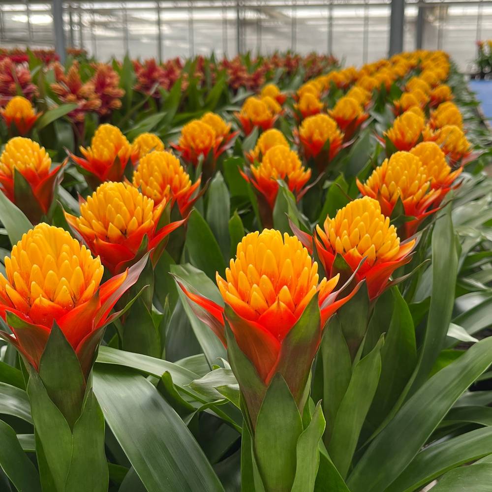 Guzmania gelb/orange Yeltix T13 H050