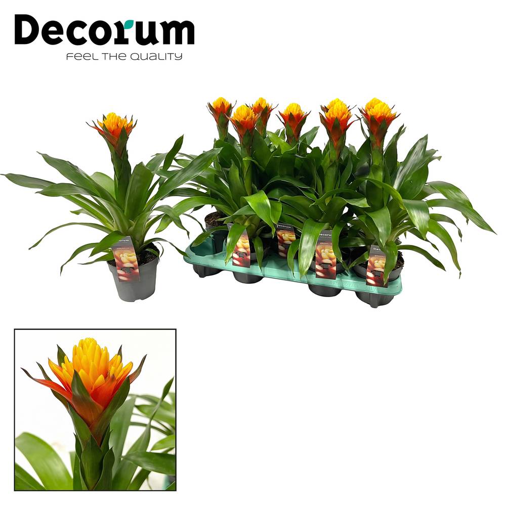 Guzmania gelb/orange Yeltix T13 H050