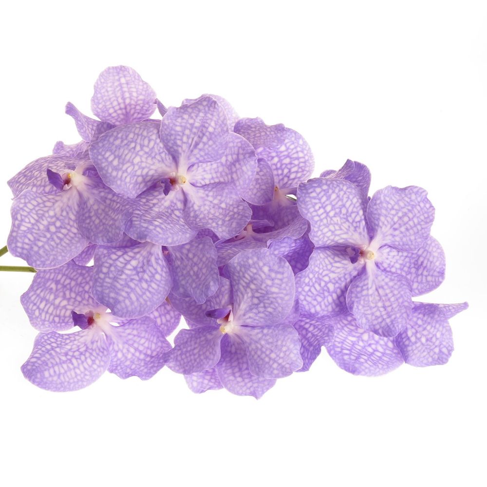 Vanda blau Angelite 16 Blüten 3 Stiele