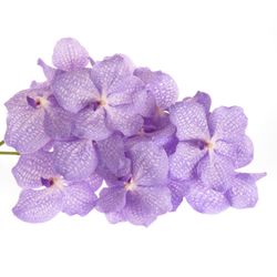 Vanda blau Angelite 16 Blüten 3 Stiele