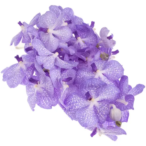 Vanda lila/weiss Angelite 2-3 Stiele 16Blüte