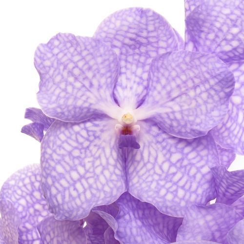 Vanda blau Angelite 16 Blüten 3 Stiele
