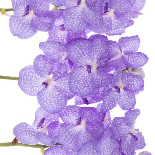 Vanda lila/weiss Angelite 2-3 Stiele 16Blüte