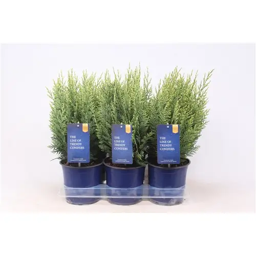 Chamaecyparis Laws. Spot weiss T15 H045