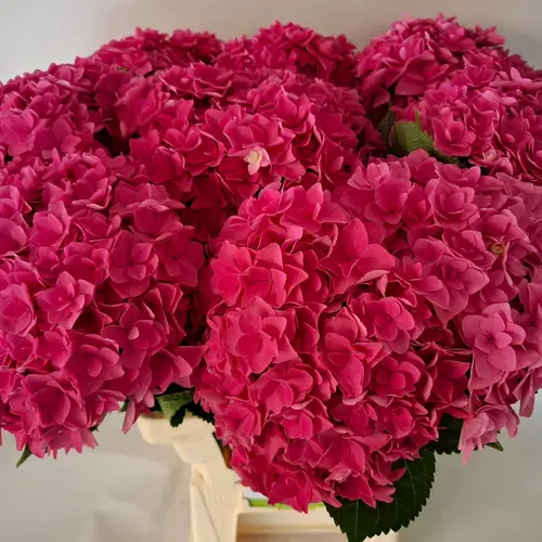 Hortensie fuchsia Royal Kiss Bol 21cm 65cm