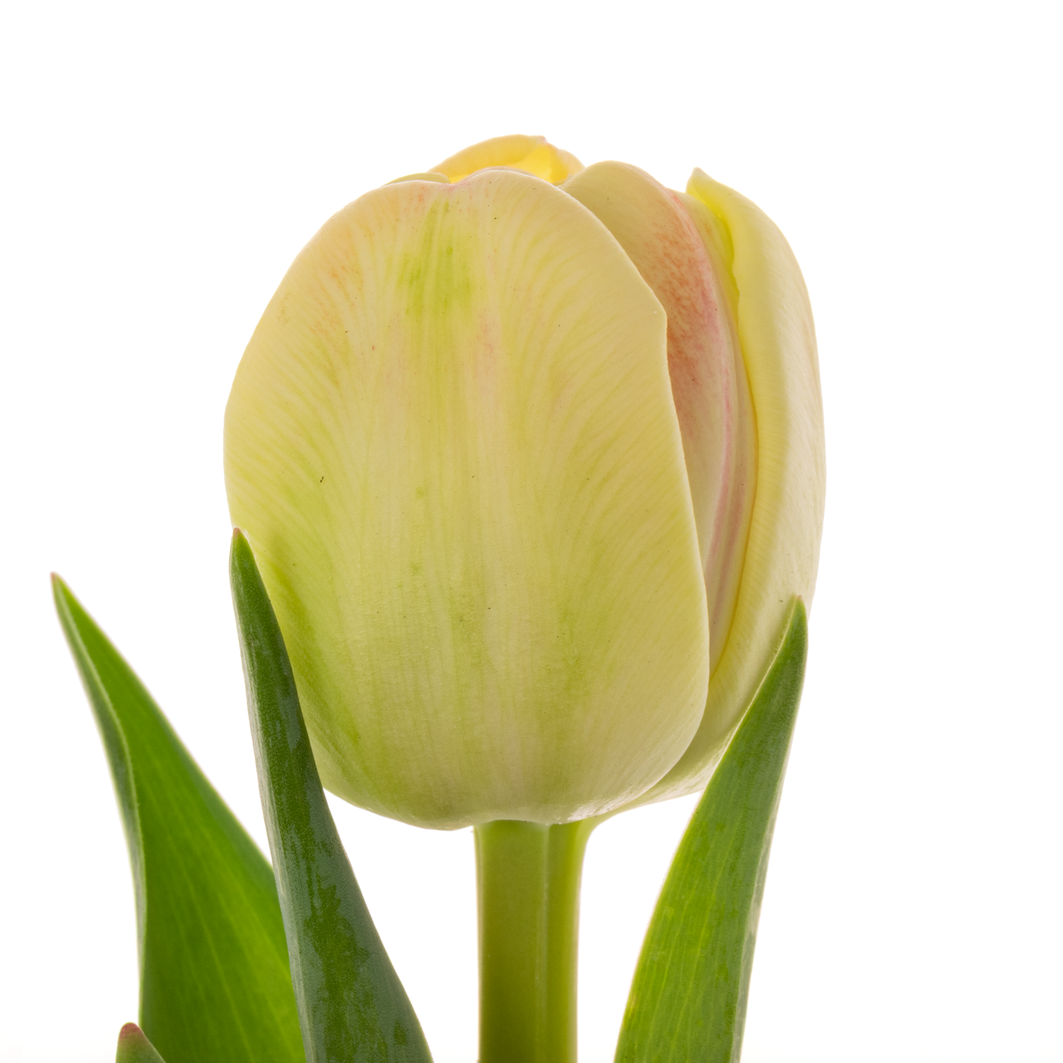 Tulpe apricot doppel Roses  Coas Tulip 38 Gramm