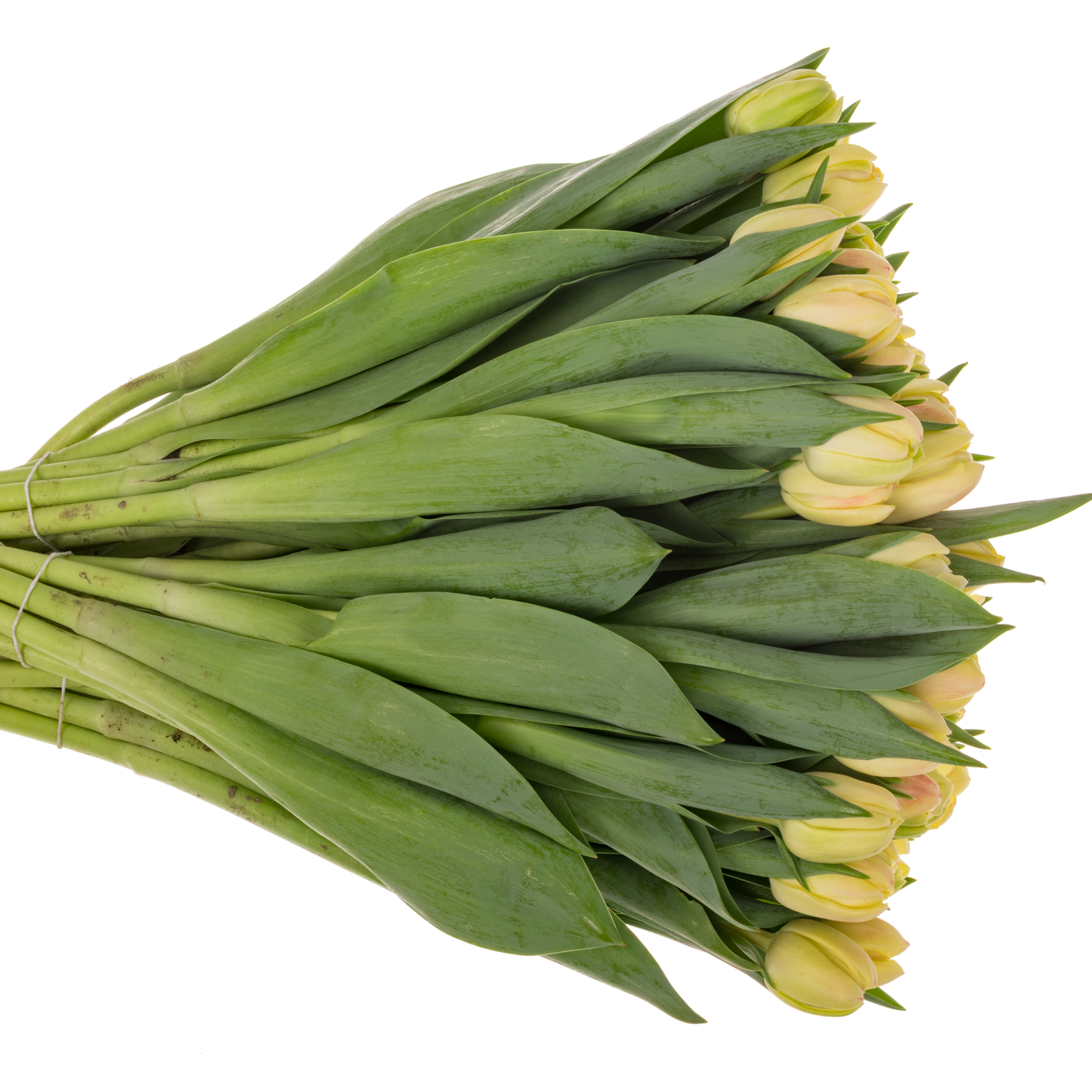 Tulpe apricot doppel Roses  Coas Tulip 38 Gramm