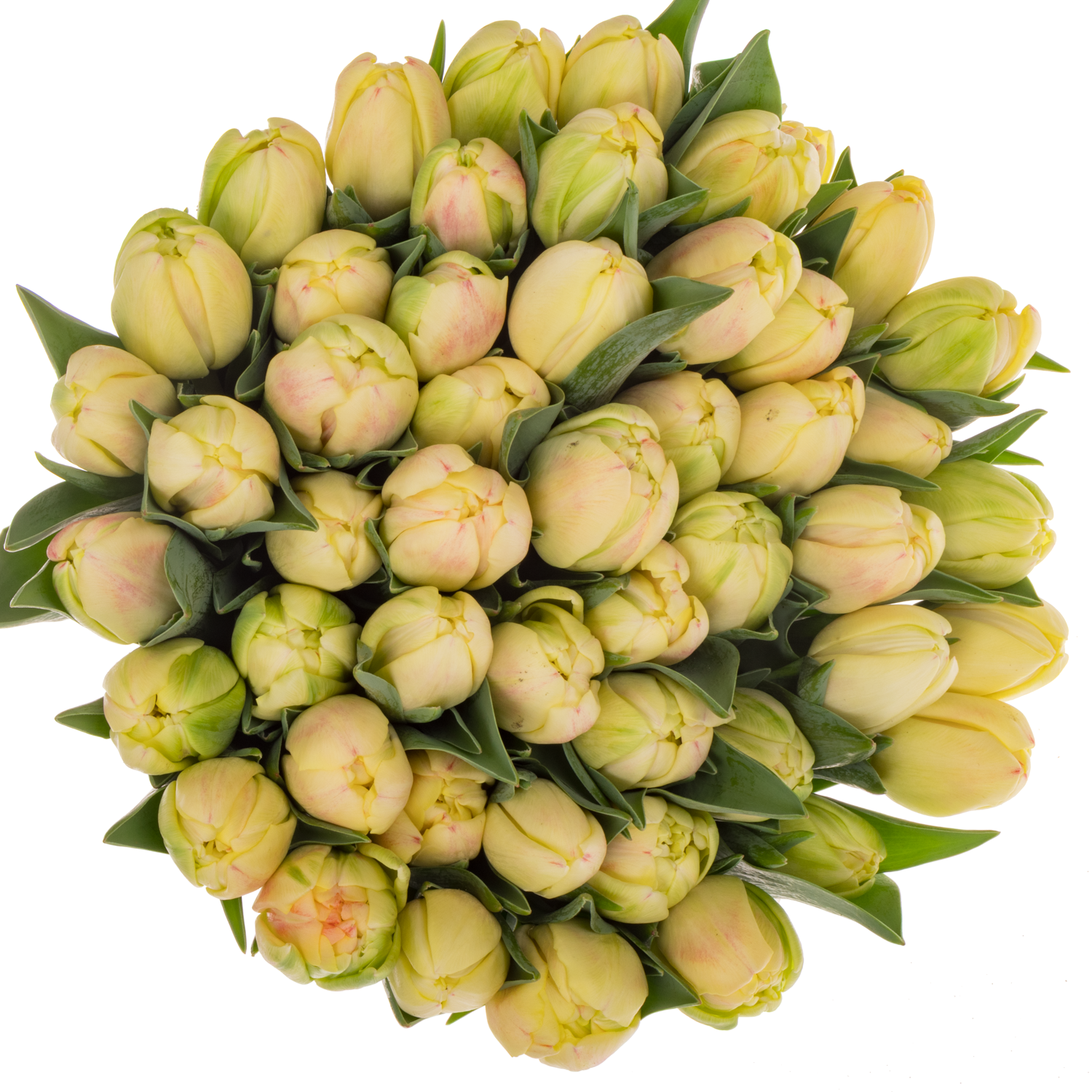Tulpe apricot doppel Roses  Coas Tulip 38 Gramm