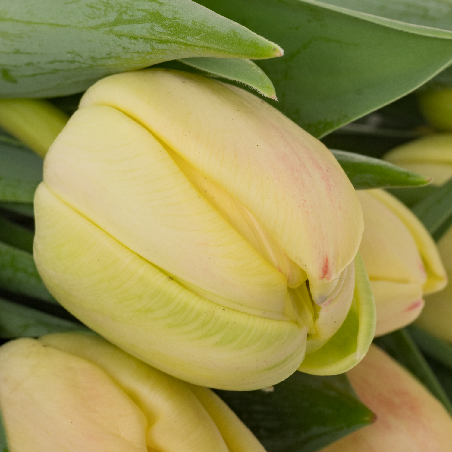 Tulpe apricot doppel Roses  Coas Tulip 38 Gramm