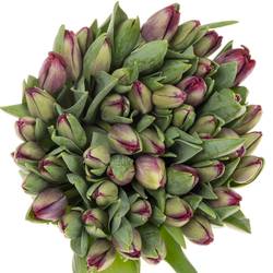 Tulpe rot/lila Saigon 40 Gramm