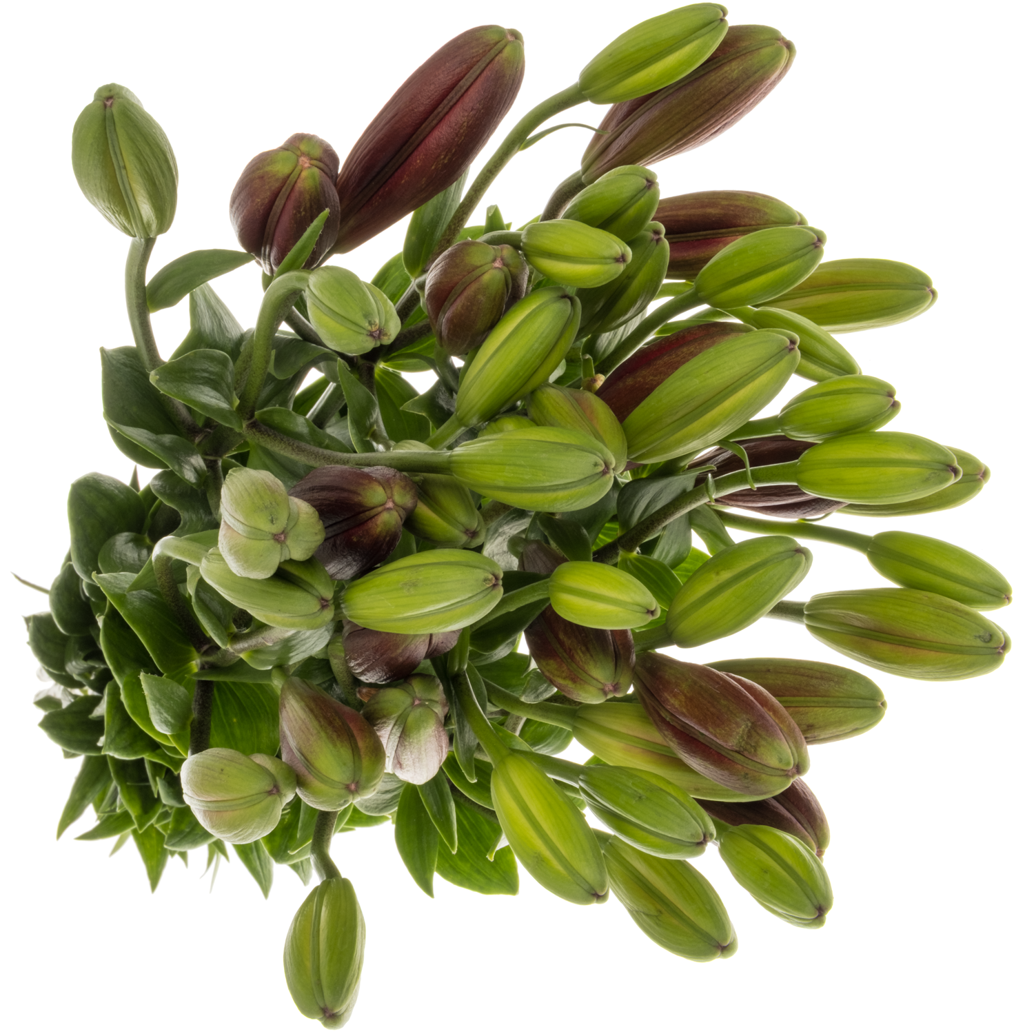 Lilie asiatisch weinrot Nubia 4+Blüte 90cm
