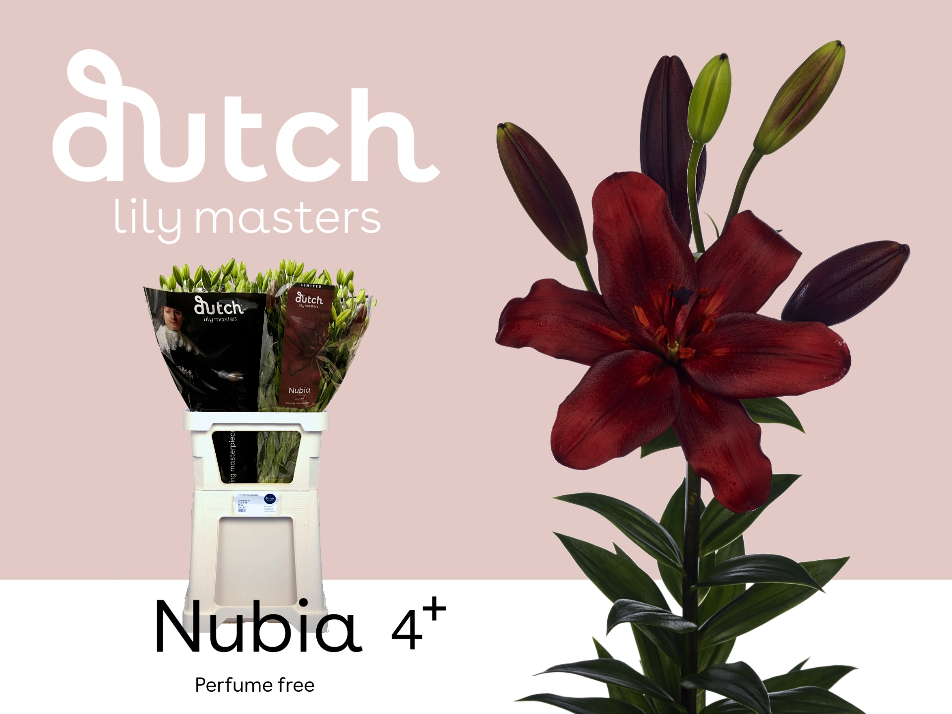 Lilie asiatisch weinrot Nubia 4+ 90cm