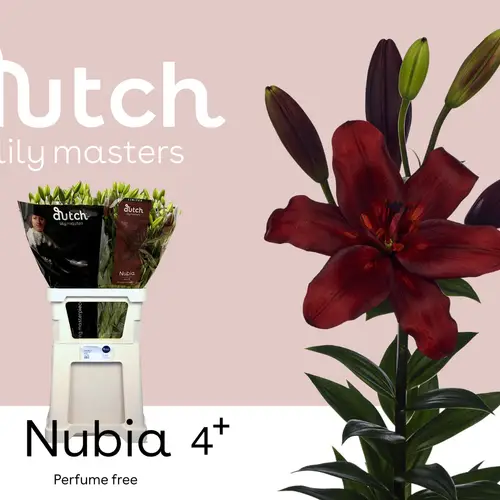 Lilie asiatisch weinrot Nubia 4+ 90cm