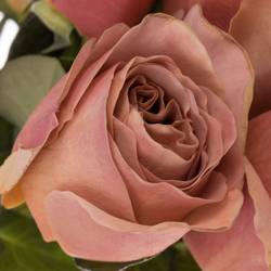 Rose lachs Cafe Latte duftend 60cm