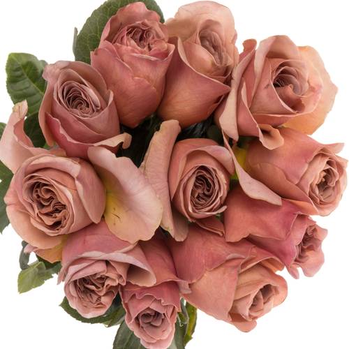 Rose lachs Cafe Latte duftend 60cm