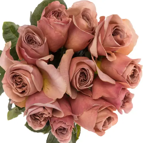 Rose lachs Cafe Latte duftend 60cm