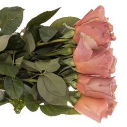 Rose lachs Cafe Latte duftend 60cm