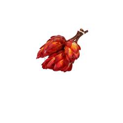 Trocken Protea Repens 35cm X3
