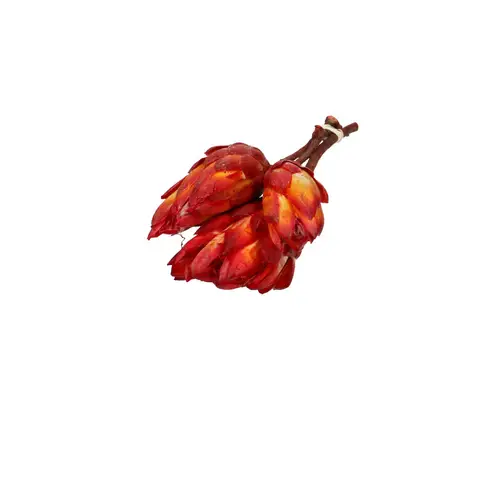 Trocken Protea Repens 35cm X3