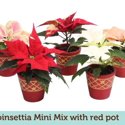 Poins.mix mini roten Topf T06 H13