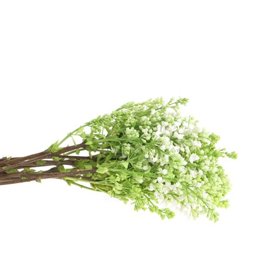 Flieder weiss Stepman 2-3 Kopf 40cm