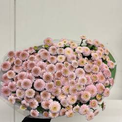 Santini hell rosa neu Sweet Landscheiding 1100 Gramm 55cm