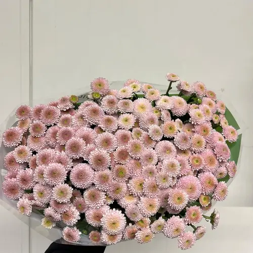 Santini hell rosa neu Sweet Landscheiding 1100 Gramm 55cm