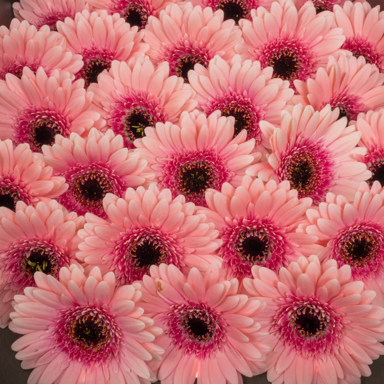 Germini hell rosa/fuchsia Prada