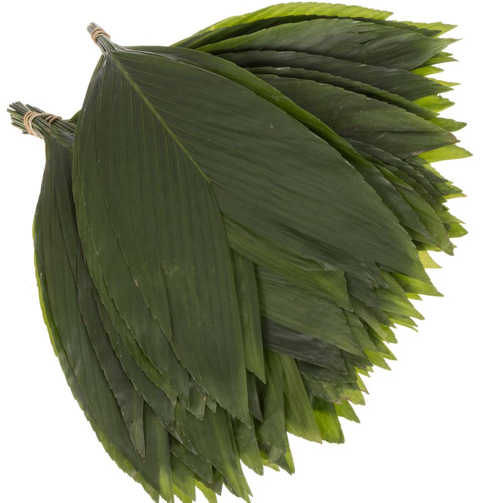 Hasenohren Blatt grün Buendel x15stiele 50cm