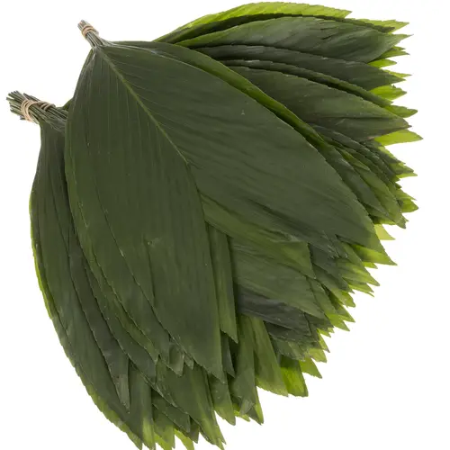 Hasenohren Blatt grün Buendel x15stiele 50cm