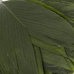 Hasenohren Blatt grün Buendel x15stiele 50cm