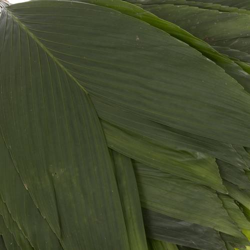 Hasenohren Blatt grün Buendel x15stiele 50cm