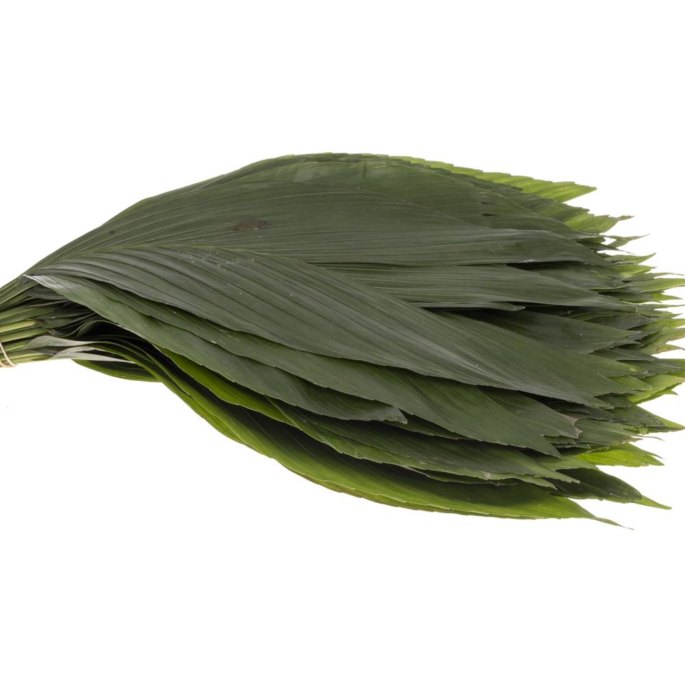 Hasenohren Blatt grün Buendel x15stiele 50cm